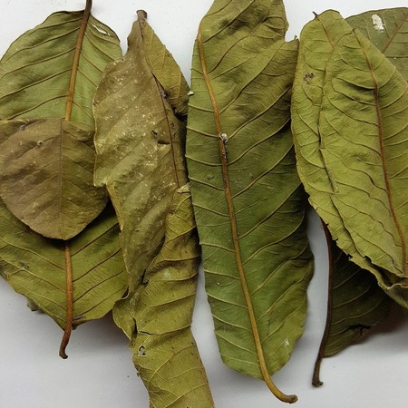 dried guava leaves