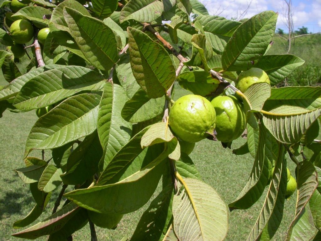 guava tree